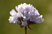 Armeria arenaria (Pers.) Schult.